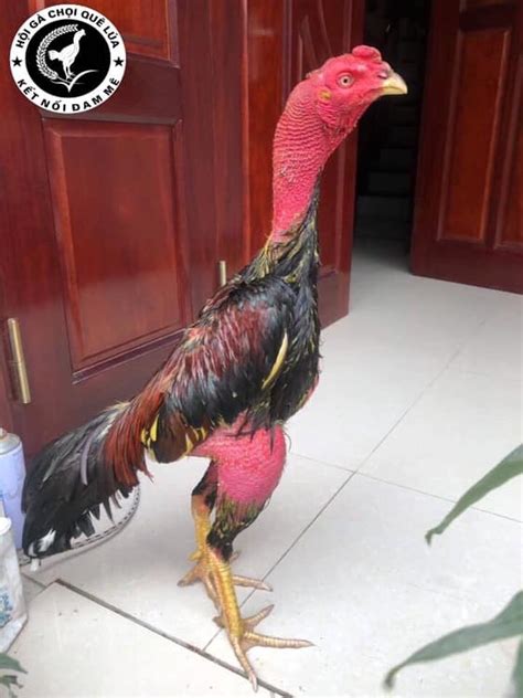 gà chọi c1 dakpuer 888|Gà Chọi C1 .